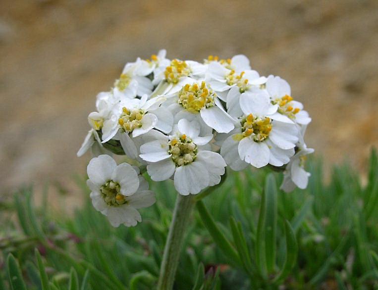 Achillea clavenae / Millefoglio di Clavena